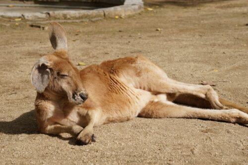 やる気のないカンガルー